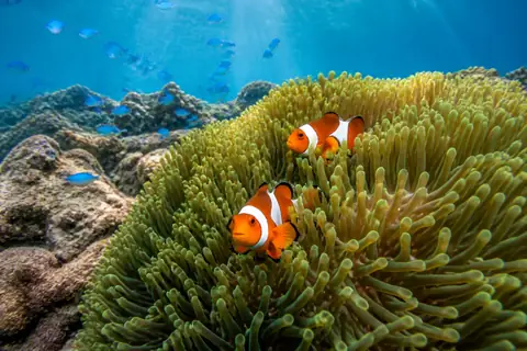 Two orange and white anemonefish among the tentacles of a large green anemone