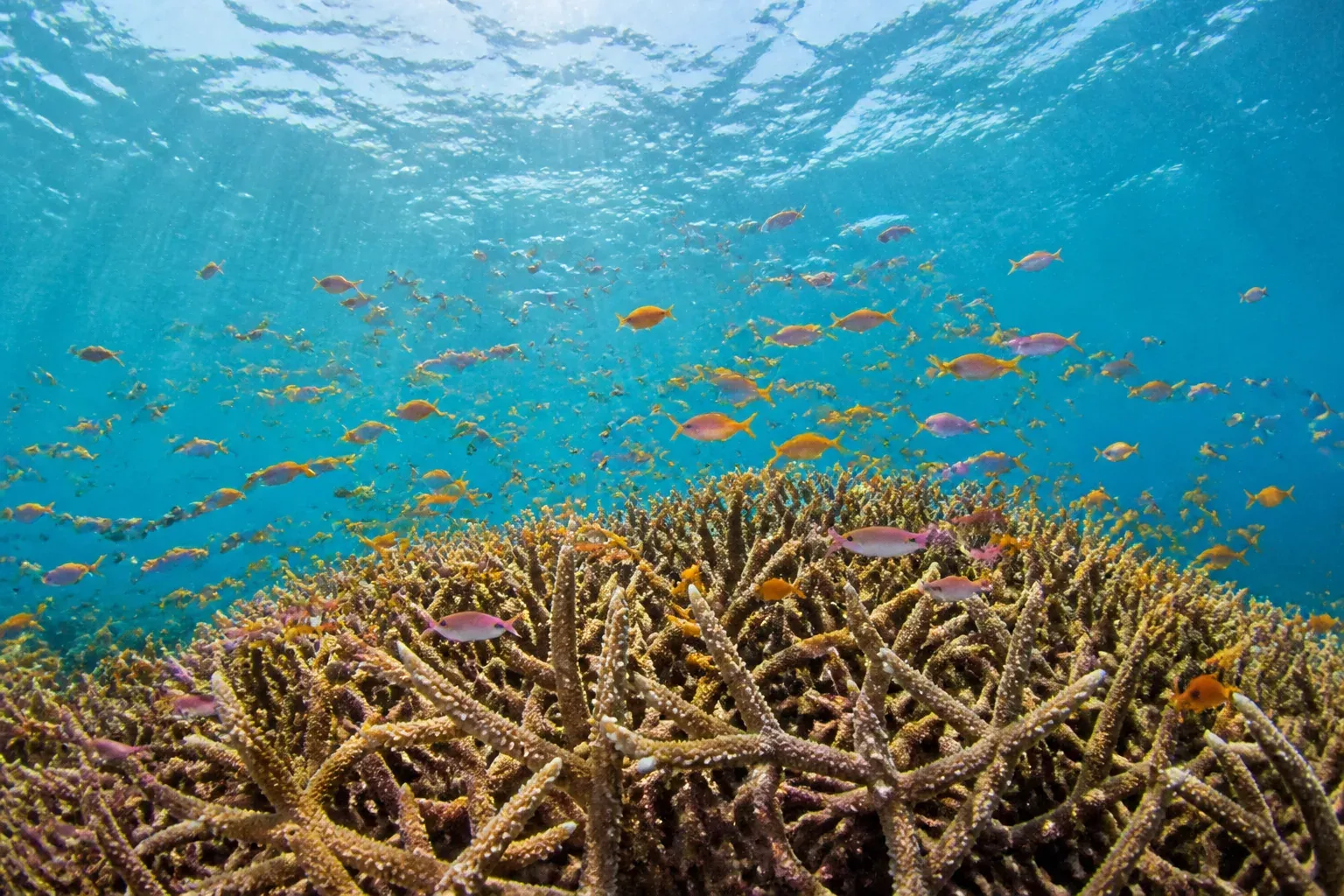 A cloud of small orange and pink fish above a field of branching staghorn coral