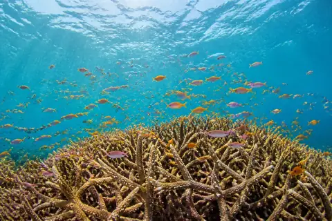 A cloud of small orange and pink fish above a field of branching staghorn coral