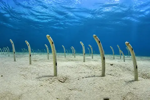 Spotted garden eels standing out of burrows in pale sand