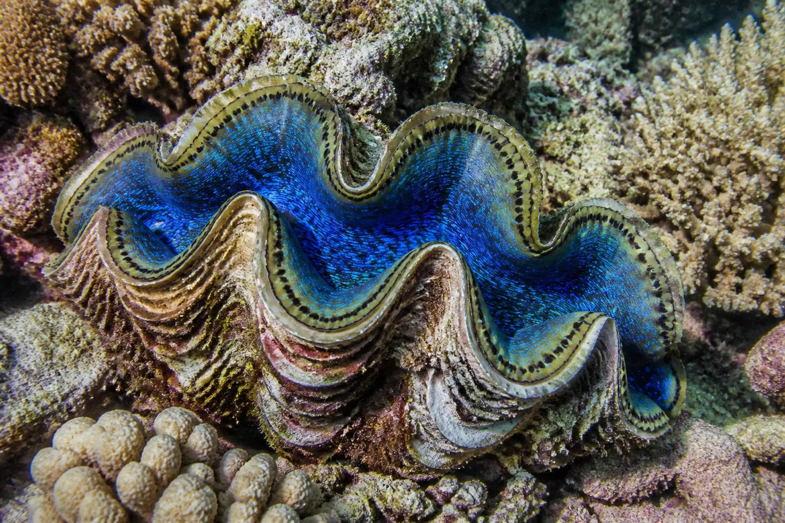 A giant clam with wavy shell edges and an electric-blue spotted mantle among corals