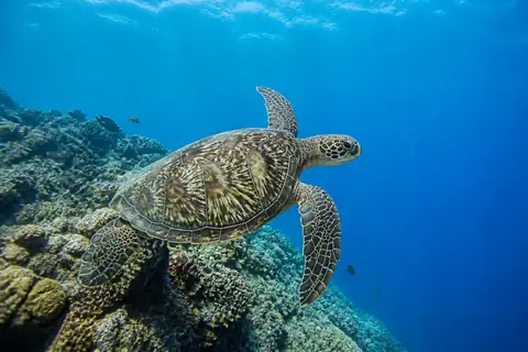 A green sea turtle swimming over a coral ledge towards open blue water