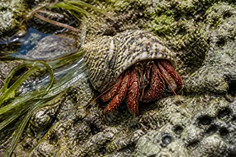 A hermit crab with red legs in a striped spiral shell on wet rock