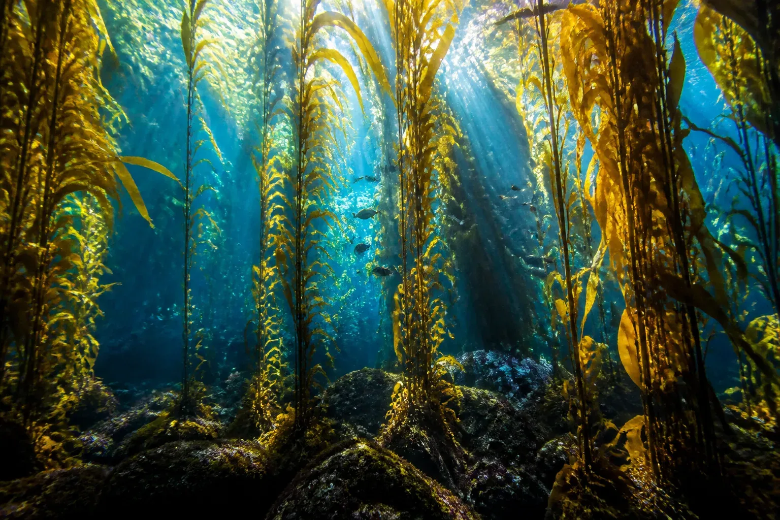Tall golden kelp stalks rising to the surface with sunbeams between them