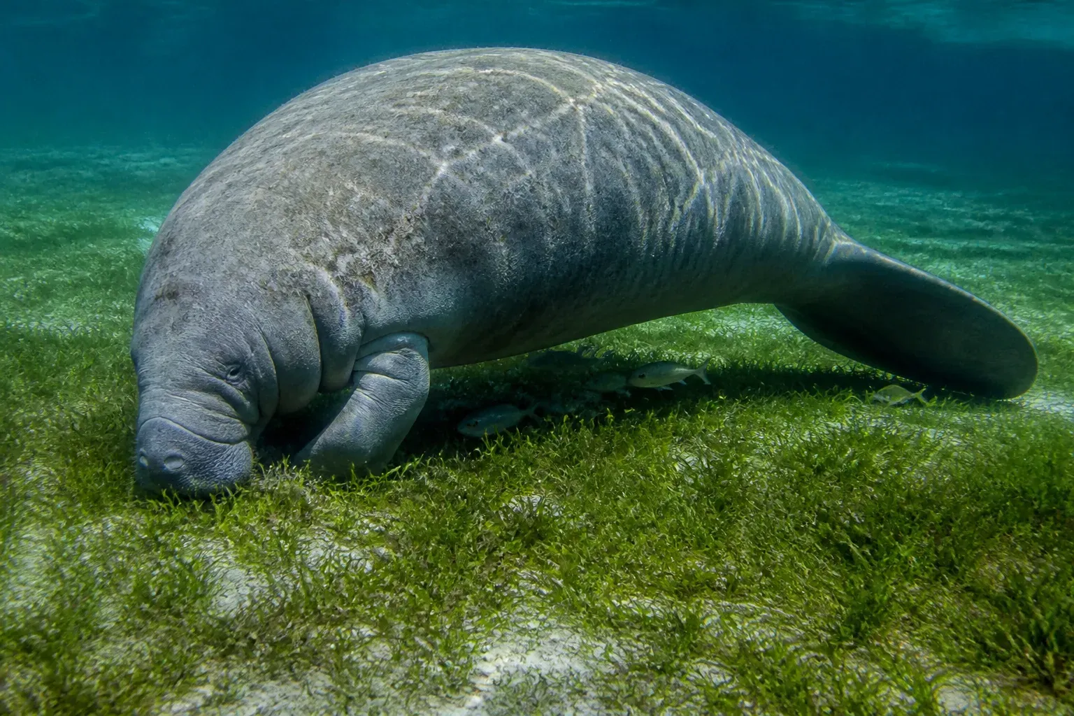 A manatee grazing head-down on a green seagrass bed