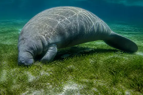 A manatee grazing head-down on a green seagrass bed