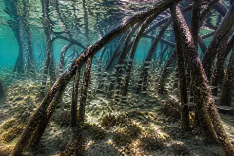 Arching mangrove roots in clear shallow water with a shoal of small fish