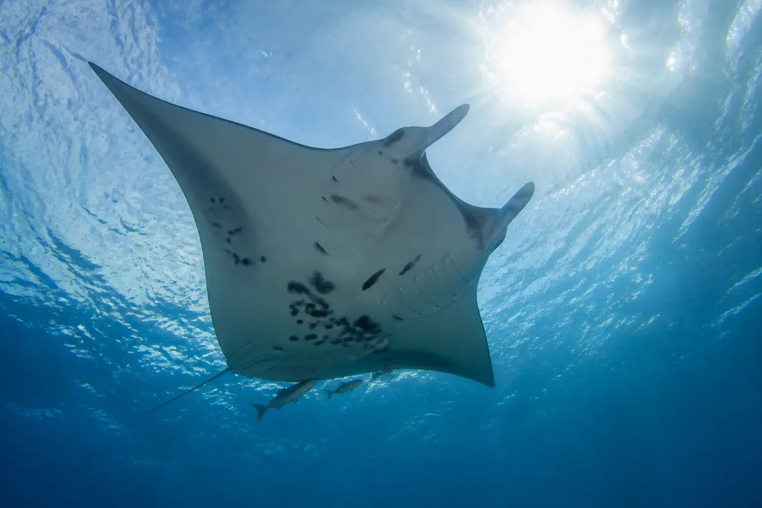 A manta ray seen from below, gliding near the sunlit surface