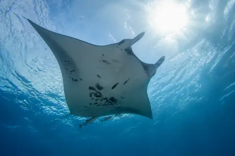 A manta ray seen from below, gliding near the sunlit surface
