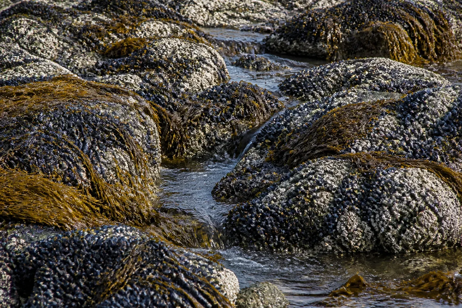 Rocks covered with dark mussels, barnacles and brown seaweed at low tide