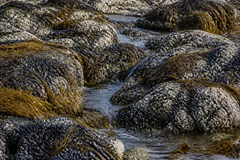 Rocks covered with dark mussels, barnacles and brown seaweed at low tide