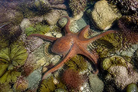 A reddish-brown octopus spreading its arms over pebbles in a shallow rock pool