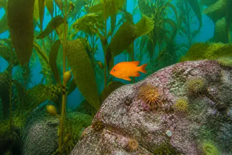 A bright orange fish swimming among kelp fronds next to a pink-crusted rock