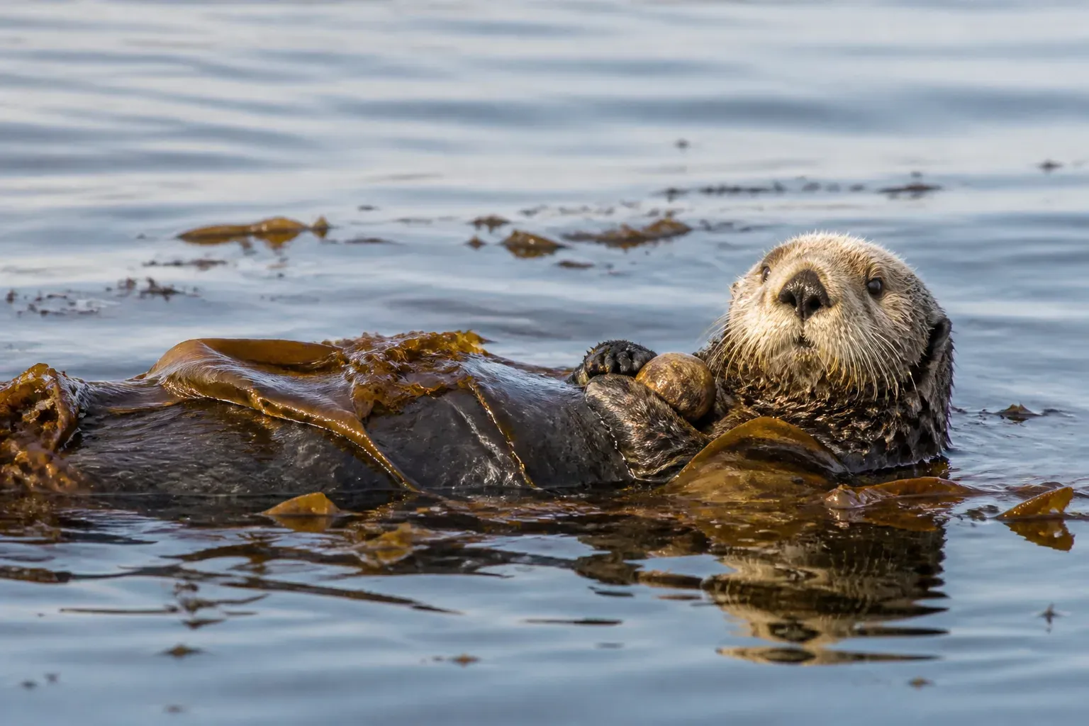 A sea otter floating on its back on calm water, draped in kelp