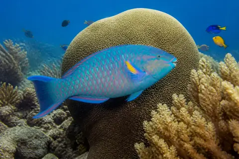 A blue-green parrotfish with pink fins swimming in front of a large rounded coral