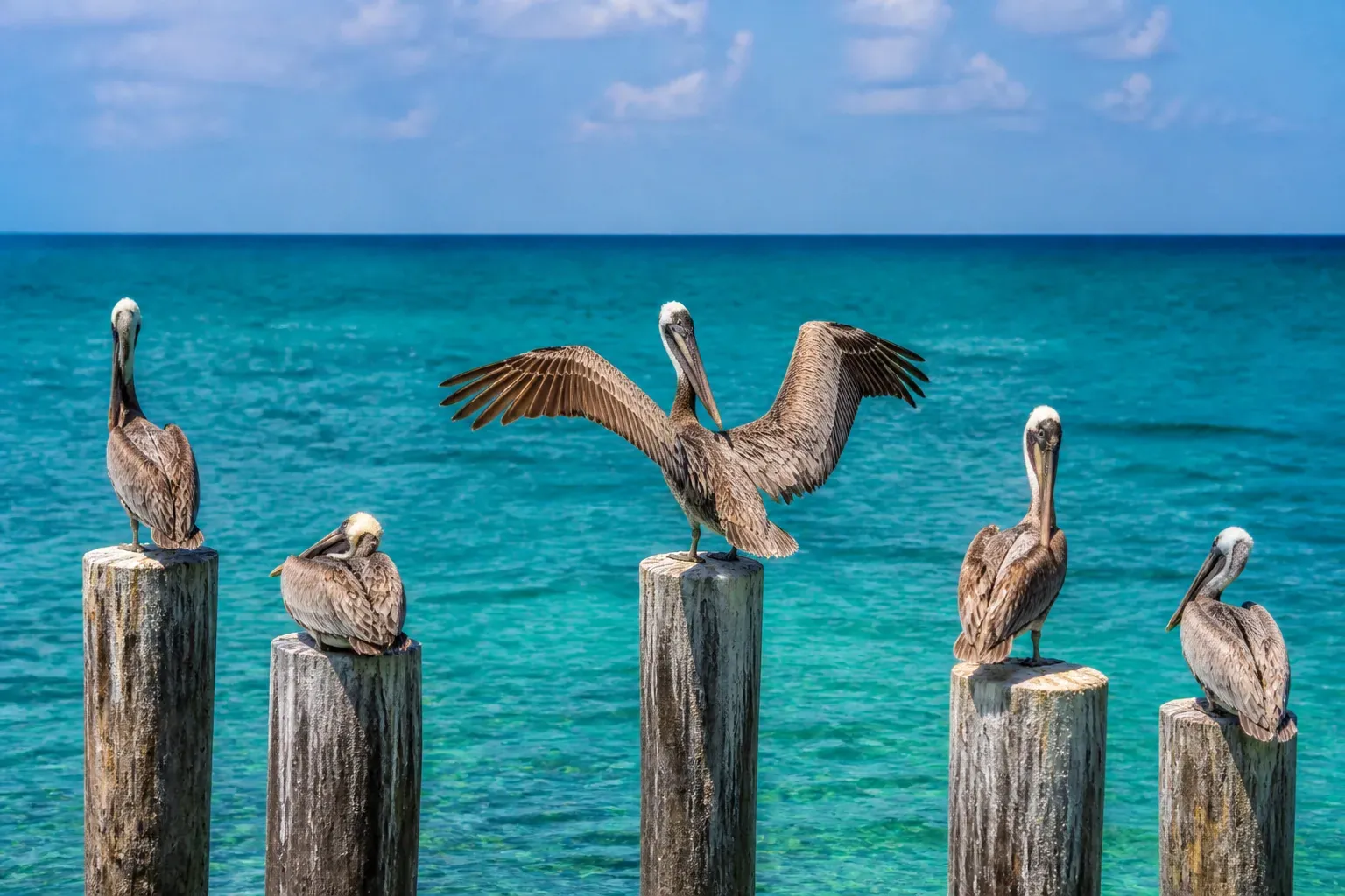 Brown pelicans resting on wooden posts above turquoise water