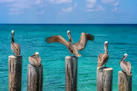 Brown pelicans resting on wooden posts above turquoise water