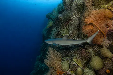 A whitetip reef shark swimming along a coral wall with orange sea fans