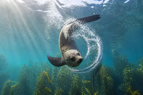 A young sea lion twisting underwater inside a ring of silver bubbles