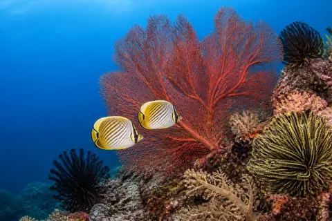 Two yellow and white butterflyfish in front of a large red sea fan