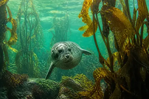 A spotted harbour seal swimming between kelp stalks, looking towards the viewer