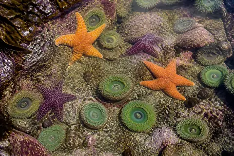 Orange and purple sea stars among green anemones in a clear rock pool