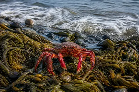 A red crab standing on olive-brown seaweed at the edge of the sea