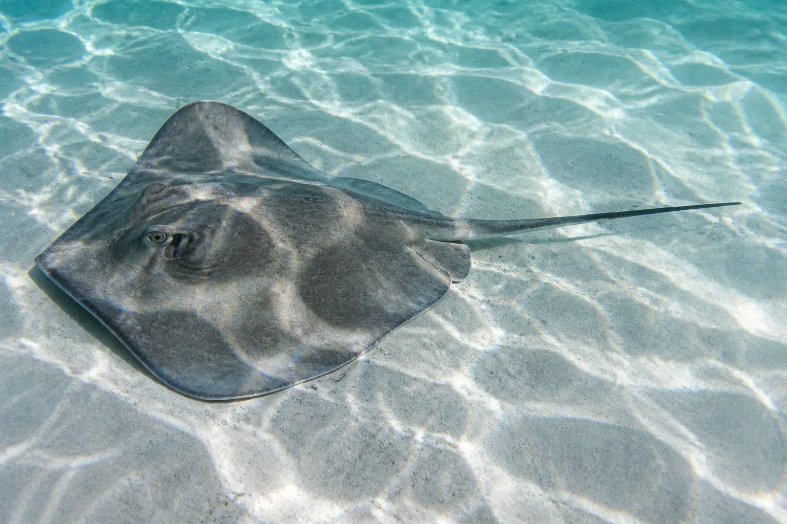 A grey stingray on pale sand covered with a net of sunlight