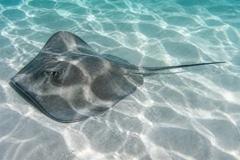 A grey stingray on pale sand covered with a net of sunlight