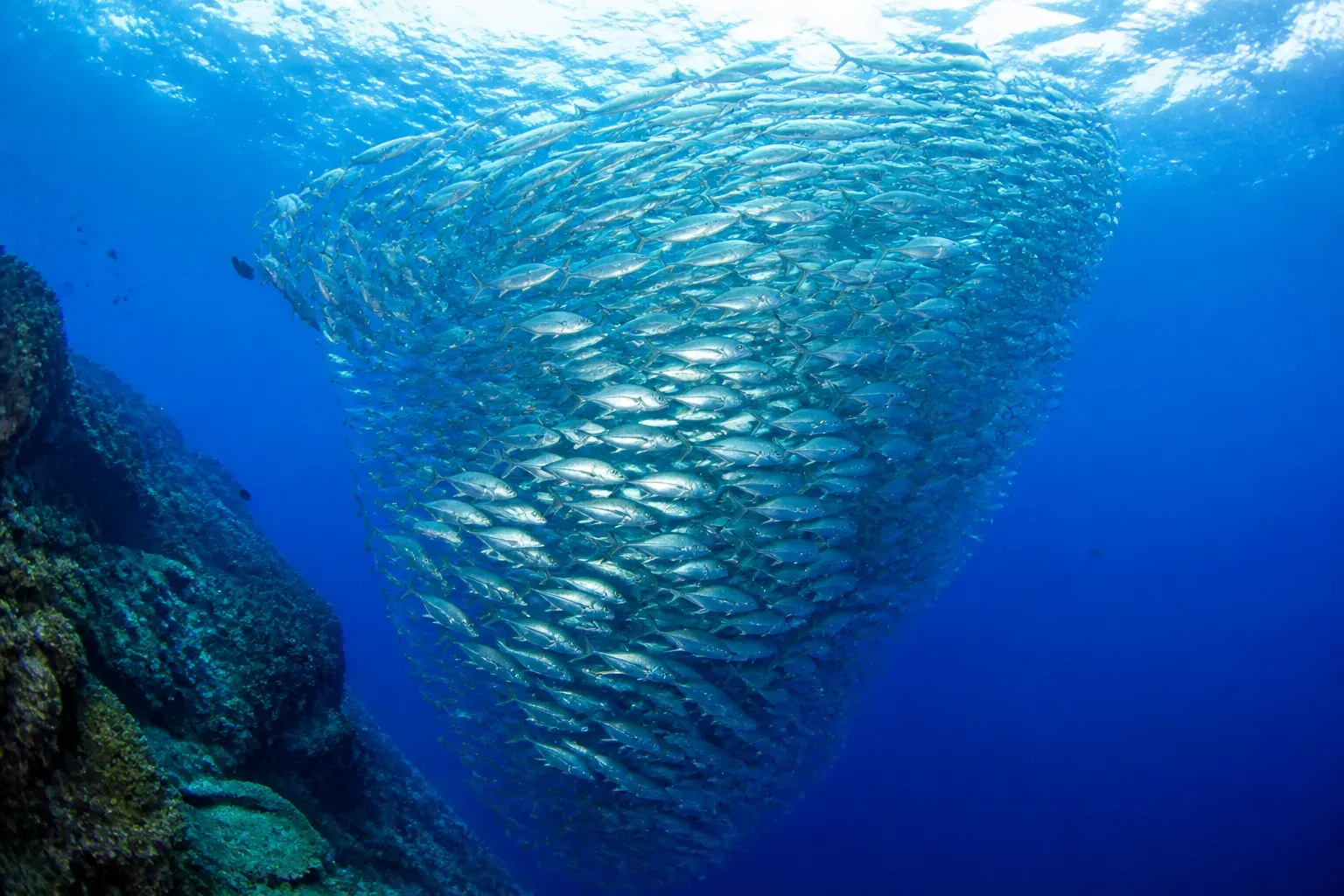 A dense spiralling school of silver fish beside a reef wall in deep blue water