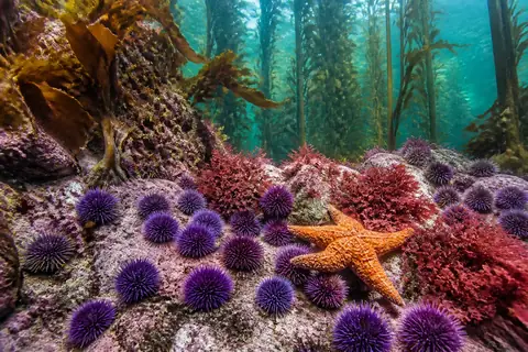 Purple sea urchins and an orange sea star on a rocky seabed under kelp