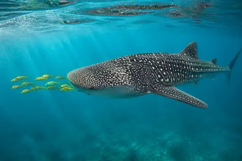 A spotted whale shark swimming below the surface with small yellow fish in front of it